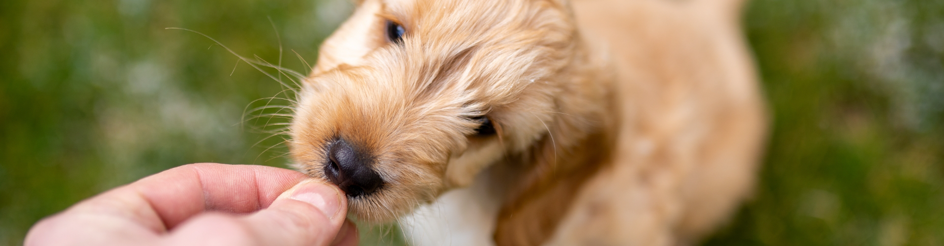 A close-up of a person feeding a golden-brown puppy outdoors, showcasing the loving bond and highlighting the benefits of dog walking services.