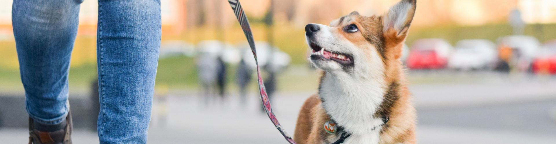 A cheerful person is strolling outdoors with their Corgi on a leash, the dog happily looking up at them, enjoying every moment. This scene perfectly showcases the benefits of professional dog walking services.