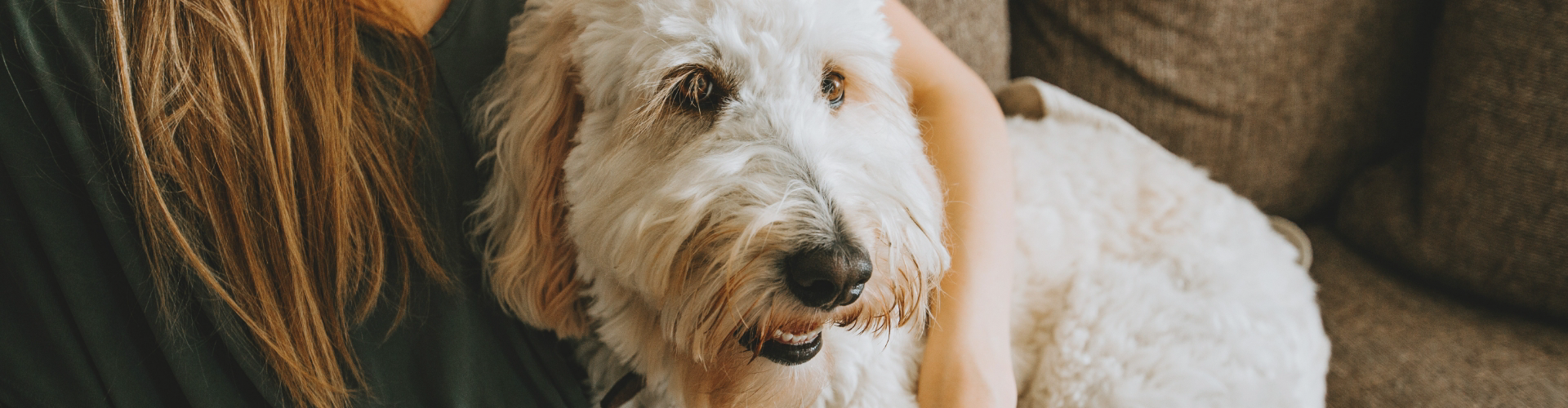 A fluffy white dog, fresh from its latest adventure with our dog walking services, sits happily on a couch next to a person with long brown hair.