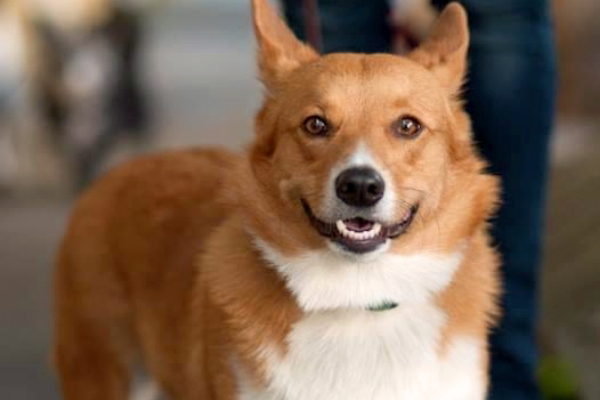 A brown and white corgi with a green collar stands on a paved surface, looking directly at the camera, ready for his close-up in the Happy Dog Gallery.