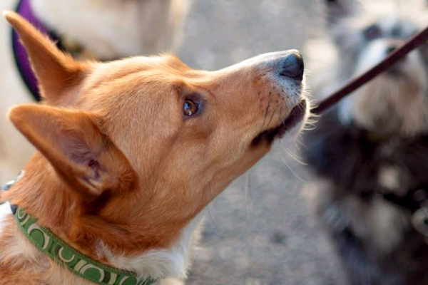 Close-up of an orange and white dog with large ears, wearing a green collar. Another dog is slightly blurred in the background.