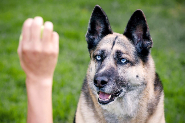 In the Happy Dog Gallery, a dog with blue eyes attentively looks at a person's hand holding a ball, set against a lush grassy background.